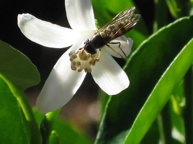 Turning_Orange_Blossoms_Visitor_9a