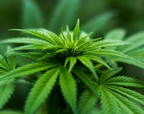 cannabis_news