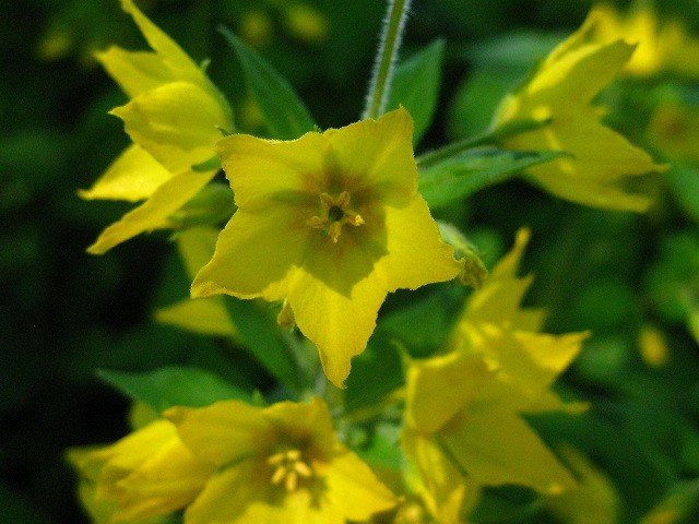 Yellow_Star_Flower1