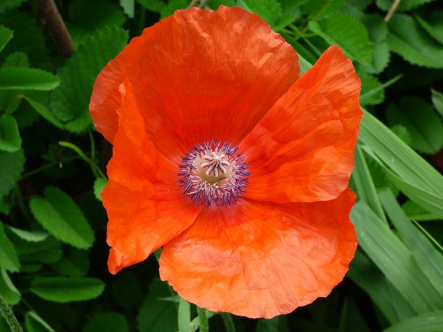 poppy