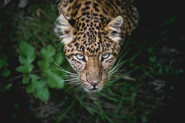 Leopardo en la selva