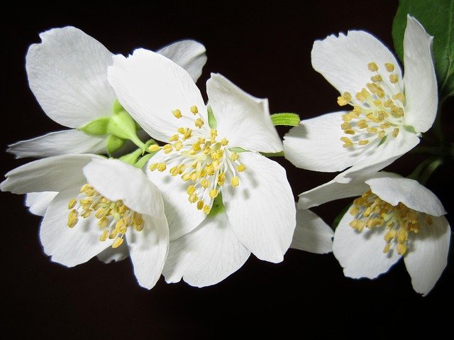 jasmin