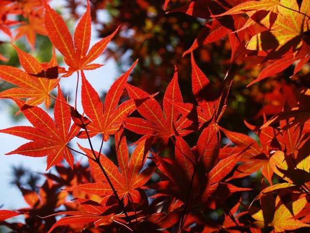Japanese_Red_Maples