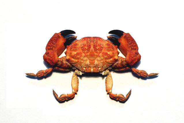 crab_1388005_638x425