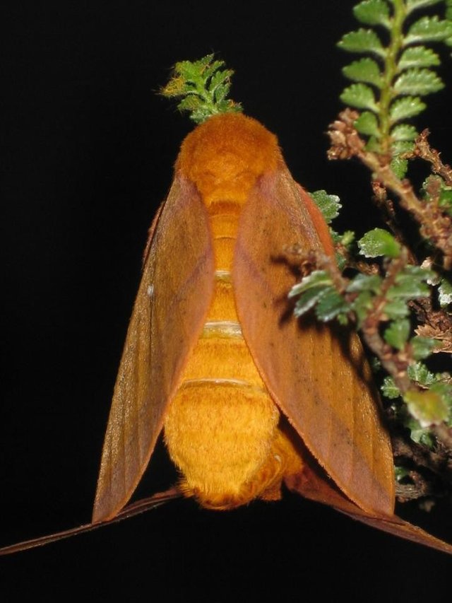 Moths_Mating_on_my_Bonsai_Tree