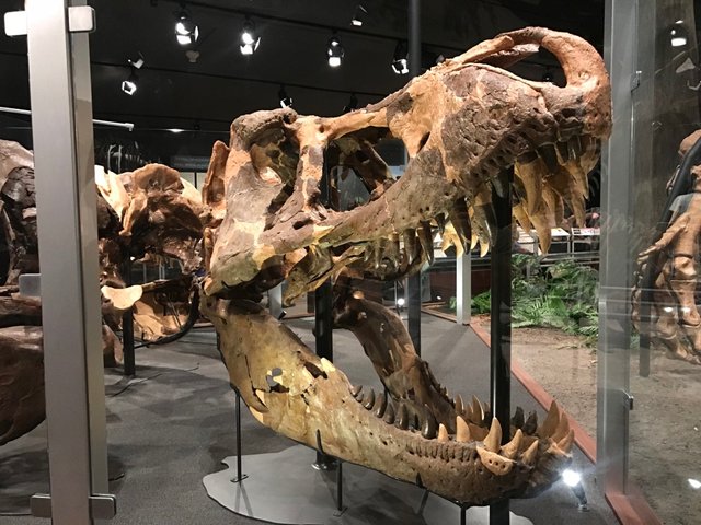 museum of the rockies t rex