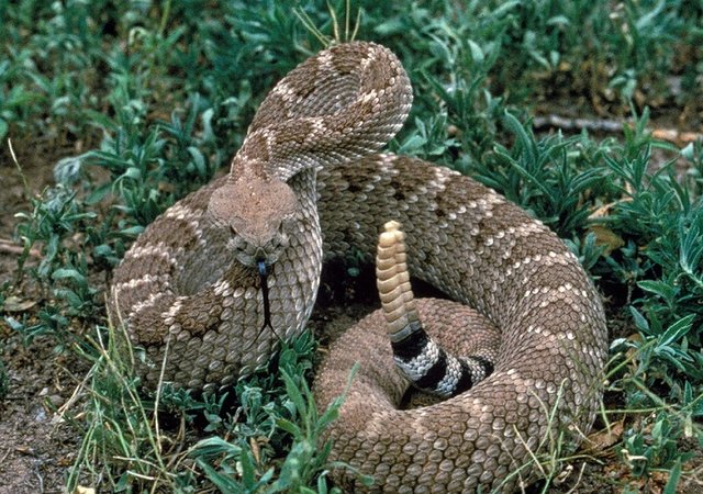 Viper
