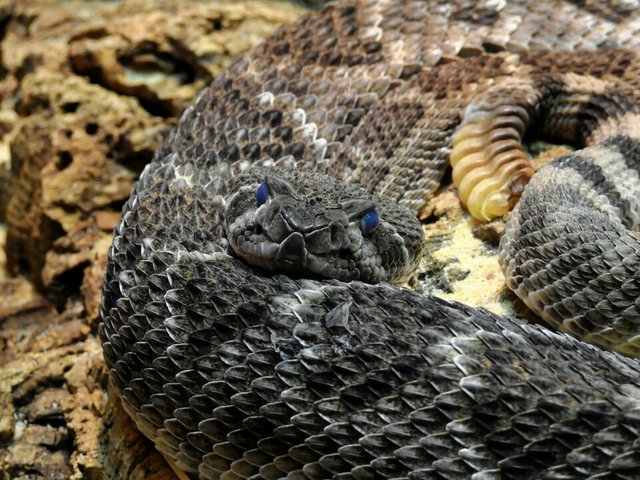 Blue Eyed Rattler