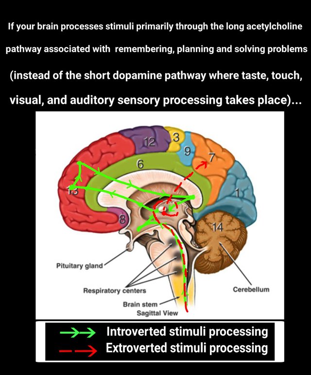 Brain