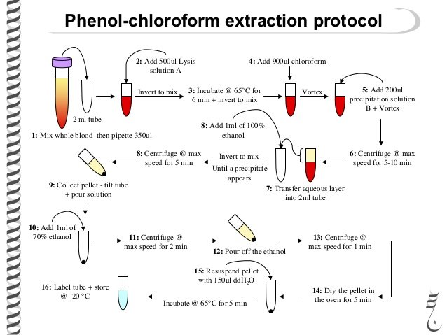 dna extraction comparison of methodologies steemit dna extraction protocol