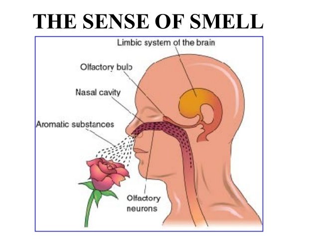 Senses Taste And Smell Steemit