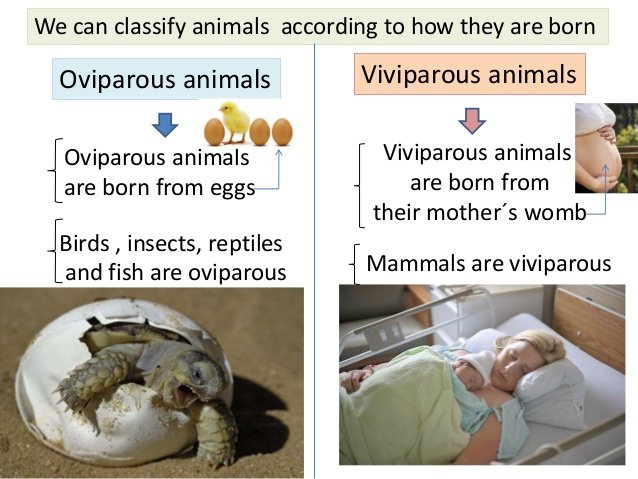 Fossilized Reptile Changes Our Understanding of Reproductive Evolution — Steemit Fossilized Reptile Changes Our Understanding of Reproductive Evolution — Steemit