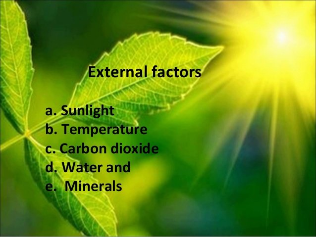 3 factors that affect the rate of photosynthesis