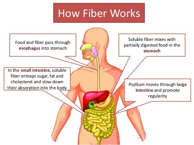 Fiber