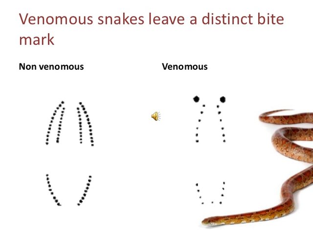 poisonous snake bite wounds