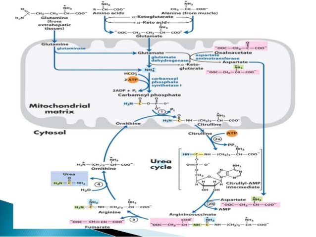 Image result for urea cycle
