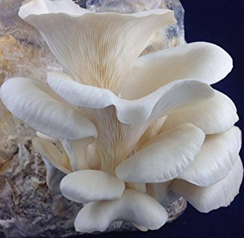 Image of white oyster