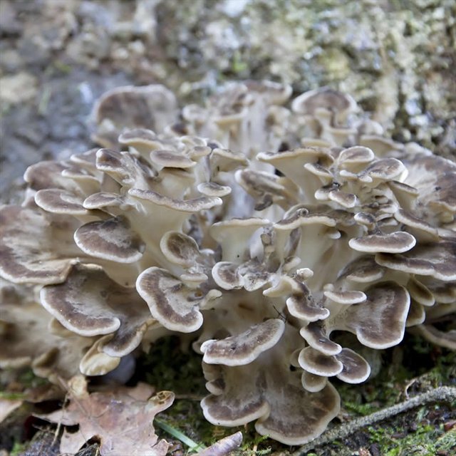 Maitake