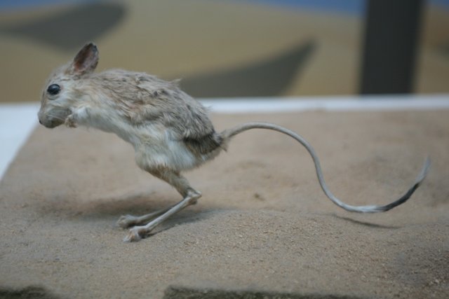 Lesser_Egyptian_Jerboa_(Jaculus_jaculus).jpg