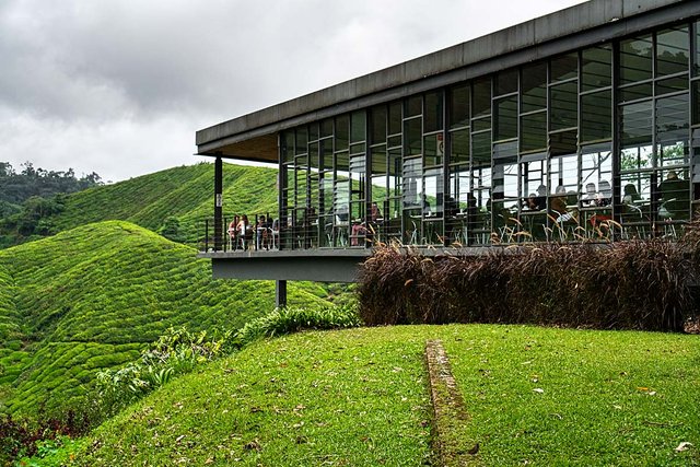 boh-tea-plantation-malaysia (2).jpg
