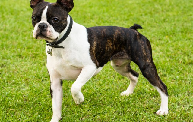 Boston Terrier Breed Profile: Things to Know Before Adopting a Boston  Terrier