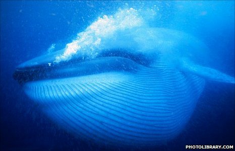 blue whale