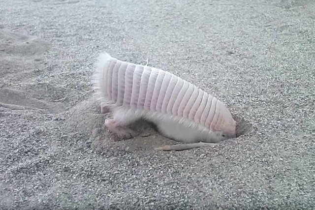 Pink Fairy Armadillos