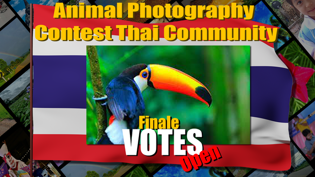animal_finale_vote_open.png