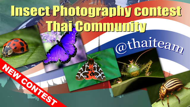 insect_photography_contest3.png