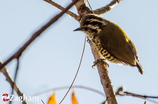 speckled_piculet.jpg