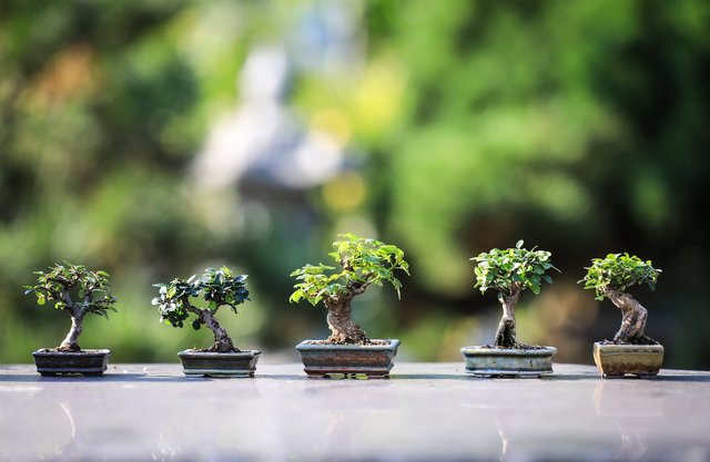 bonsai_4634225_1920.jpg