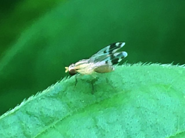 img_9099z.jpg