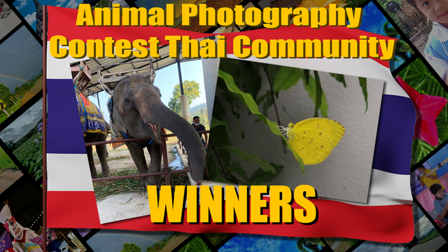 animal_winners.png