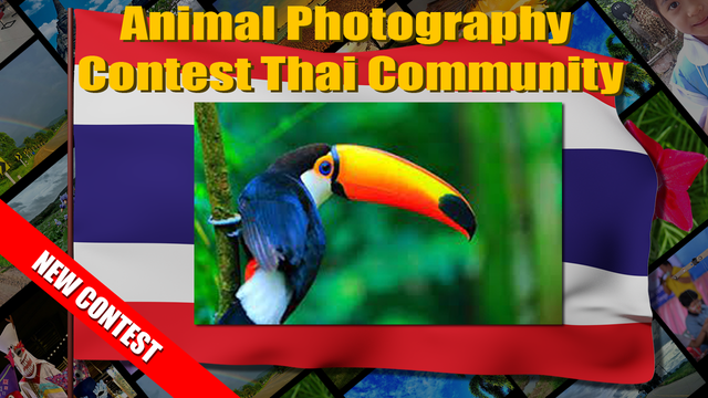 animal_new_contest.png