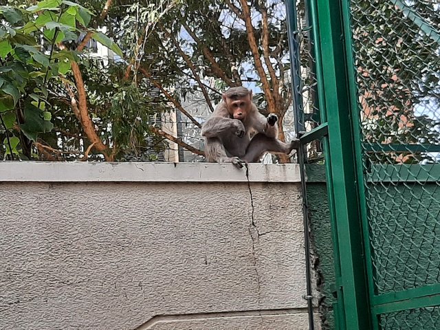 monkeyy1.jpg