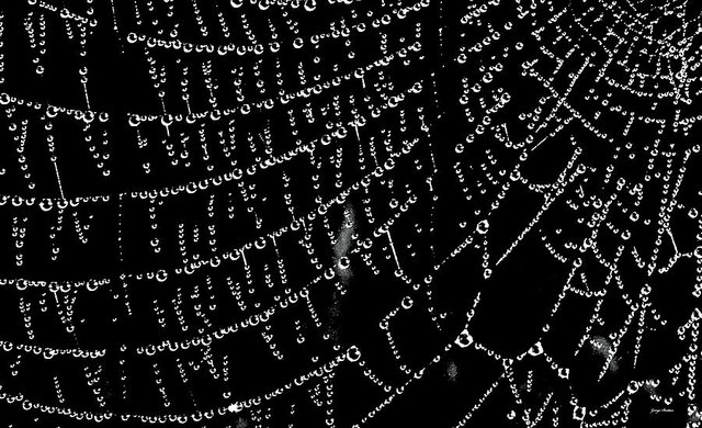 Spider Web