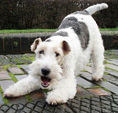 terrier.jpg