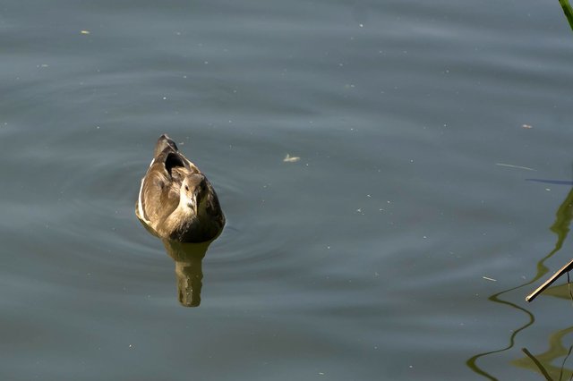DSC02872.jpg