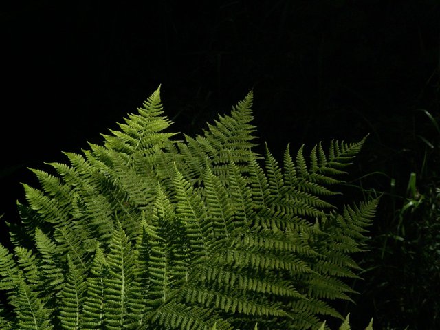 PICT0480.JPG