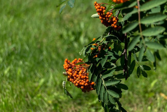 DSC01229.jpg