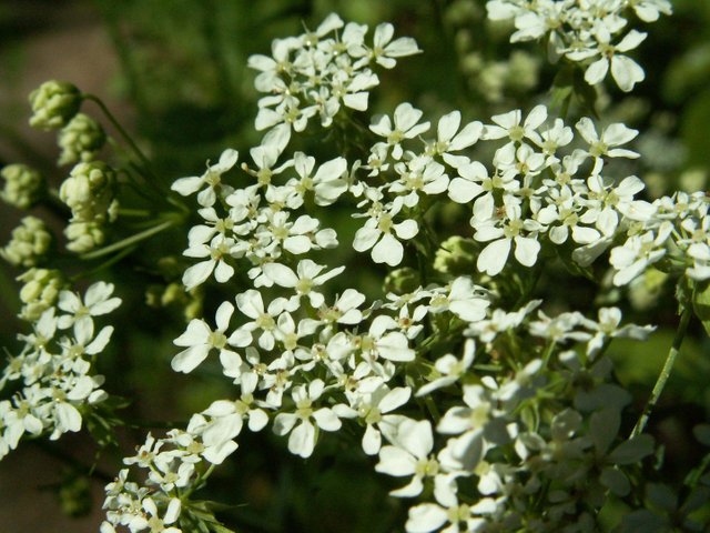 PICT0492.JPG