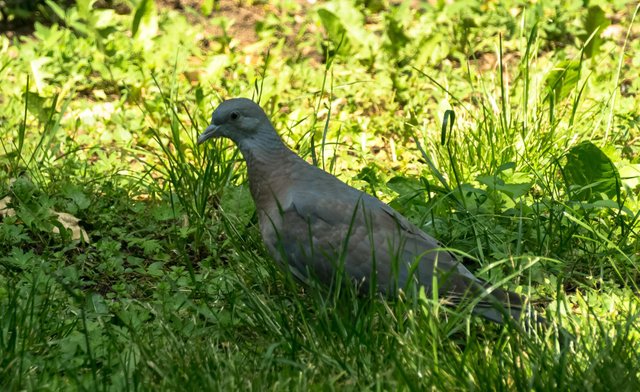 DSC00887.jpg