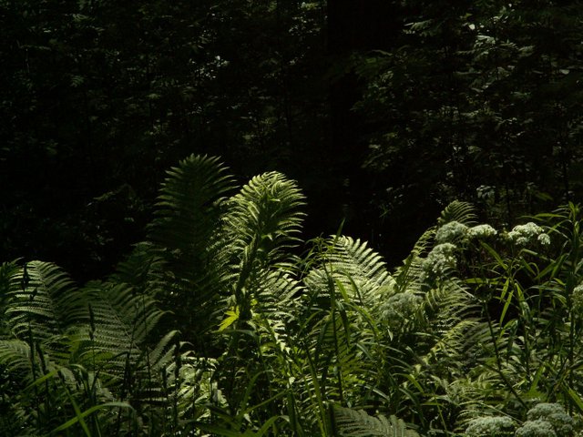 PICT0476.JPG