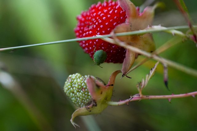 DSC03110.jpg