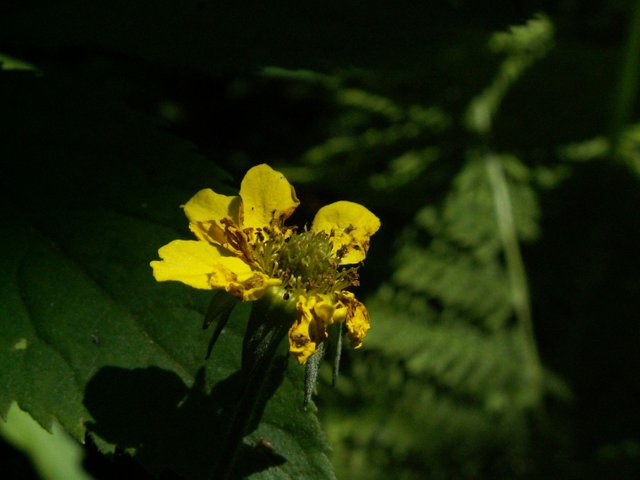 PICT0482.JPG
