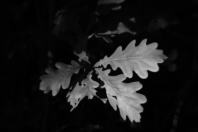 f6297088.jpg