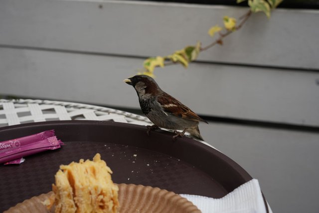 DSC05352.JPG