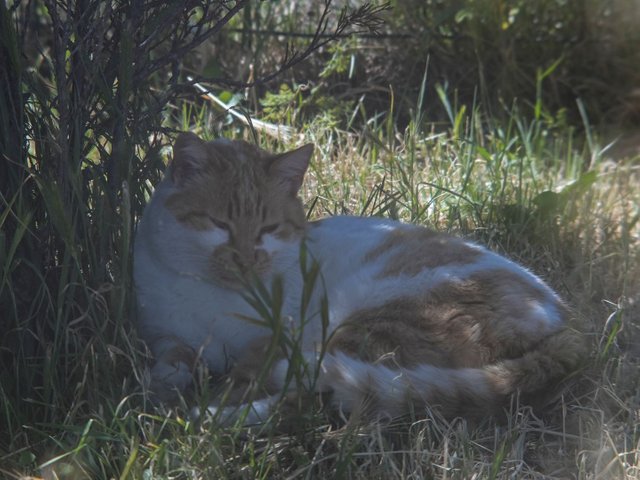 DSC03604.jpg