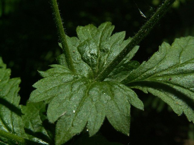 PICT0484.JPG
