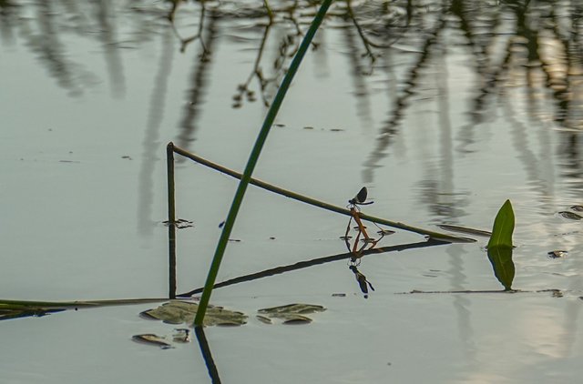 DSC09715.jpg